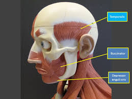 If so, you will find numerous anatomical human torso models at. Labeled Torso Model Muscles Temporalis Buccinator Depressor Anguli Oris Ppt Download
