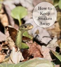 How do you get rid of snakes in the house? Getting Rid Of Snakes