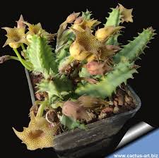 Image result for Huernia longituba