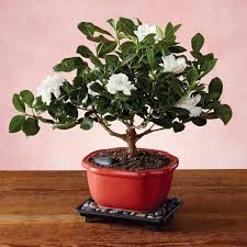 ::w heute bekam ich eine pflanze von einem verwandten mitgebracht. Bluhende Zimmerpflanzen Fur Einen Magischen Und Frischen Duft Bonsai Baum Zimmerpflanzen Pflanzen