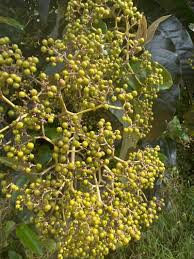 Image result for Harungana madagascariensis