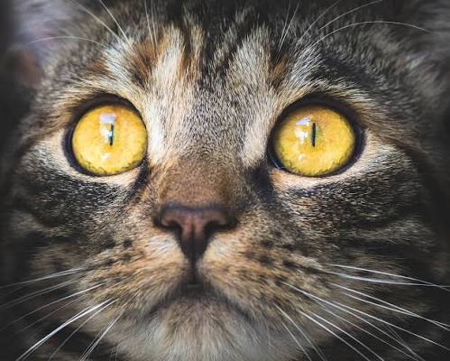 When Do Cat's Eyes Change Color? Your Cat Eye Guide
