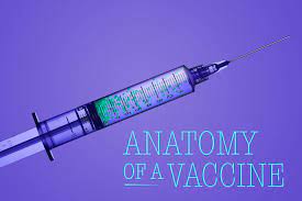 It's important not to contact the nhs for a vaccination before then. Anatomy Of A Vaccine Ucla