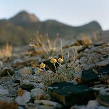 We did not find results for: The Lithium Mine Versus The Wildflower Wired