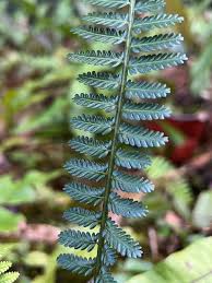 Image result for Asplenium preussii