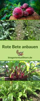 Rote Bete Anbauen Biogarten Fullhorn Rote Beete Pflanzen Rote Bete Biogarten