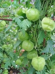 Image result for Cardiospermum halicacabum