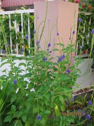 Image result for Stachytarpheta urticifolia