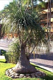 Ponytail Palm Live Rooted Beaucarnea Recurvata 1 2 Feet Plant Ornamental Plants Plants Outdoor Plants