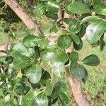 Image result for Dovyalis zeyheri