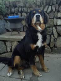 Bernese Mountain Dog Puppy Black And White Petyourdog Com Pet Your Dog Golden Mountain Dog With Black White And Red Fur Golden Mountain Dog Mountain Dog Breeds Mountain Dogs