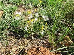 Image result for Senecio consanguineus