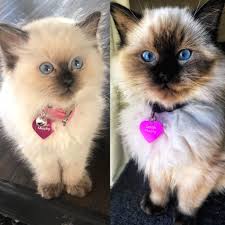 Ragdoll cats come in a variety of colors: Delilah S Facial Changes Over 6 Months She S A Seal Point Ragdoll For Anyone Wondering Cats