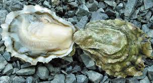 How long do oysters last? 10 Things You Probably Didn T Know About Oysters Food Republic