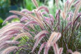 These perennials bloom with white to pink flowers in early. 9 Best Shade Loving Perennials In Michigan