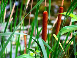 See full list on wikihow.com How To Kill Cattails In A Pond 4 Easy Natural Ways