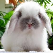 การเลือกชื้อกระต่ายแคระ ไม่ให้เป็นกระต่าย ยักษ์ จาก jb rabbi à¸à¸£à¸°à¸• à¸²à¸¢à¹à¸„à¸£à¸°à¸« à¸•à¸ Re Ning07 Twitter
