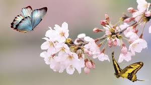 Image result for butterfly and  flowers