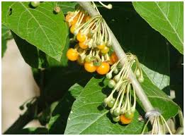 Image result for Solanum grossidentatum