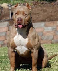 Bossy Kennels Pitbull Puppies Pitbull Terrier Dogs