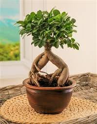 Bonsai is a japanese version of the original traditional chinese art penjing or penzai. Bonsai Tree In Pottery Sympathy Gifts Netflorist