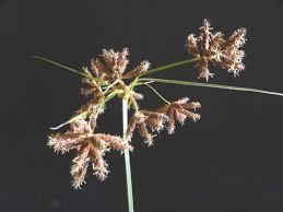 Image result for Bolboschoenus