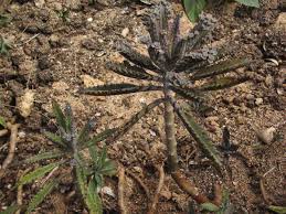 Image result for Kalanchoe dyeri