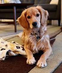 Check spelling or type a new query. Golden Cocker Retriever Dog Breed Information Health Appearance In 2021 Forever Puppy Golden Cocker Retriever Golden Cocker Spaniel