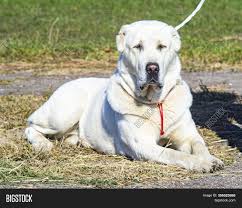Alabai is a famous central asian shepherd dog. Alabai Breed Dog Image Photo Free Trial Bigstock