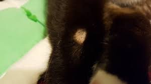 As with most spiders, they do possess venom, and a bite may cause some ill effects. Bald Spot Spider Bite Oh My Thecatsite