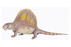 Dimetrodon, which means two measures of teeth, was aptly named for its toothy grin. Dimetrodon Limbatus Prehistoric Permian Period Animals
