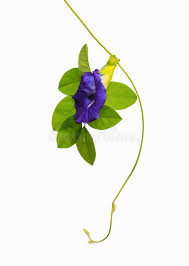 Bunga telang is widely used in rice cooking, nyonya dumpling, kueh, dessert, drink and etc. Butterfly Pea Bunga Telang Photos Free Royalty Free Stock Photos From Dreamstime
