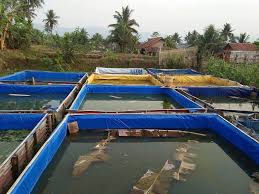 Budidaya ikan di aquariumbudidaya ikanmas, ikan nila, patin dan gurame di dalam aquarium#aquarium #ikanmas#gurame#ikannila#patinjangan lupa subscribe. Panduan Lengkap Cara Budidaya Ikan Gurame Hingga Panen Step By Step