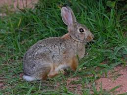 Apparently the rabbits on our property do not read. Homemade Rabbit Repellent With Cayenne Pepper Hunker Rabbit Repellent Pet Rabbit Clothes Rabbit Eating