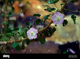 Image result for Monsonia senegalensis