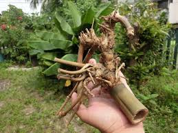 Maybe you would like to learn more about one of these? Sejarah Aset Yg Berharga Bambu Pethuk Wali Super Langka