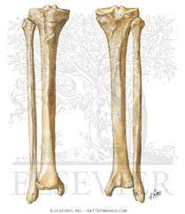 Total there are 12 pairs of ribs, as you can see in the diagram. Tibia And Fibula