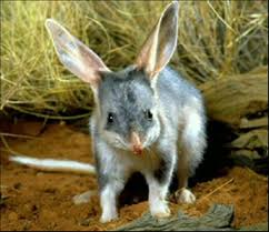 The Greater Bilby Is Threatened Australia Animals Australian Animals Australian Native Animals