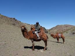 They tell me your past often hurt you, and even your friends, they would desert you. Winter Camel Trekking In The Gobi Stone Horse Mongolia