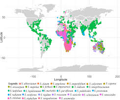 Image result for Sesamum parviflorum