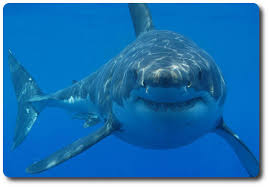 Great White Shark Facts Like Habitat Size Diet Shark Sider