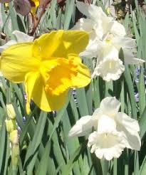 I bulbi da fiore sono molto facili da coltivare e prosperano in quasi ogni tipo di terreno. Fiori Di Narciso Narcissus Con Foto E Informazioni Di Coltivazione