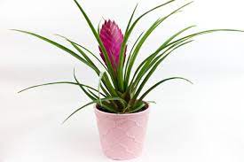 Molti amanti dei fiori preferiscono coltivare colture decorative non in fiore nei loro appartamenti o case. Le Piante Da Non Perdere Donnad