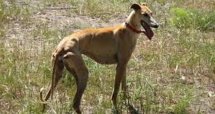 Galgo The Spanish Greyhound Left To Die By The Hundeds Of