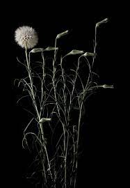 Goat S Beard Still Mary Jo Hoffman Flower Photography Art Flowers Photography Still Life Photography