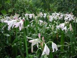 Image result for Crinum moorei
