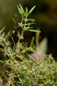 Image result for Oldenlandia affinis