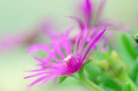 Here you can get the best pink nature wallpapers for your desktop and mobile devices. Pink Nature Background Free Stock Photos Download 27 100 Free Stock Photos For Commercial Use Format Hd High Resolution Jpg Images