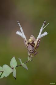 Image result for Sphedamnocarpus angolensis