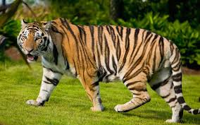 There Were Nine Types Of Tigers Bengal Siberian Indochinese South Chinese Sumatran Malayan Caspian Javan And Bali S Tiger Wallpaper Tiger Images Tiger
